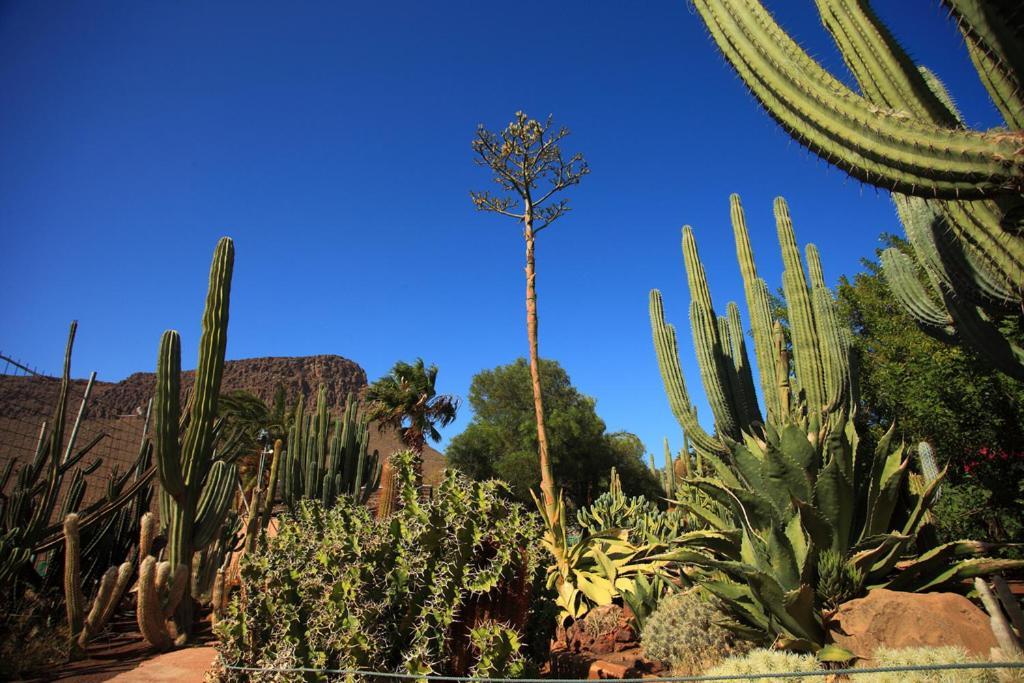 Sunny Bungalow With Garden #1 Maspalomas  Esterno foto